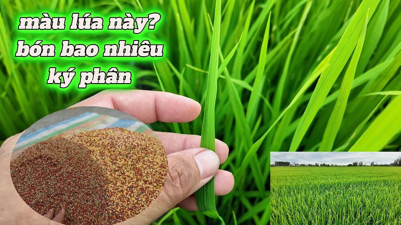 kinh nghiệm nhìn màu lúa bón phân đón đồng và kết hợp phun thuốc nuôi to dồng l Thanhdotv