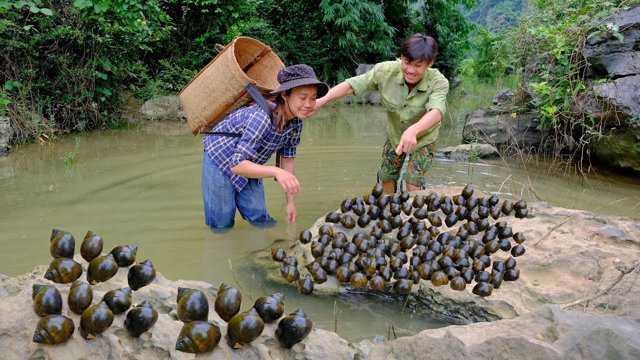 A lot of snails are gathering in the stream, catching snails and making delicious food . Trong Ton