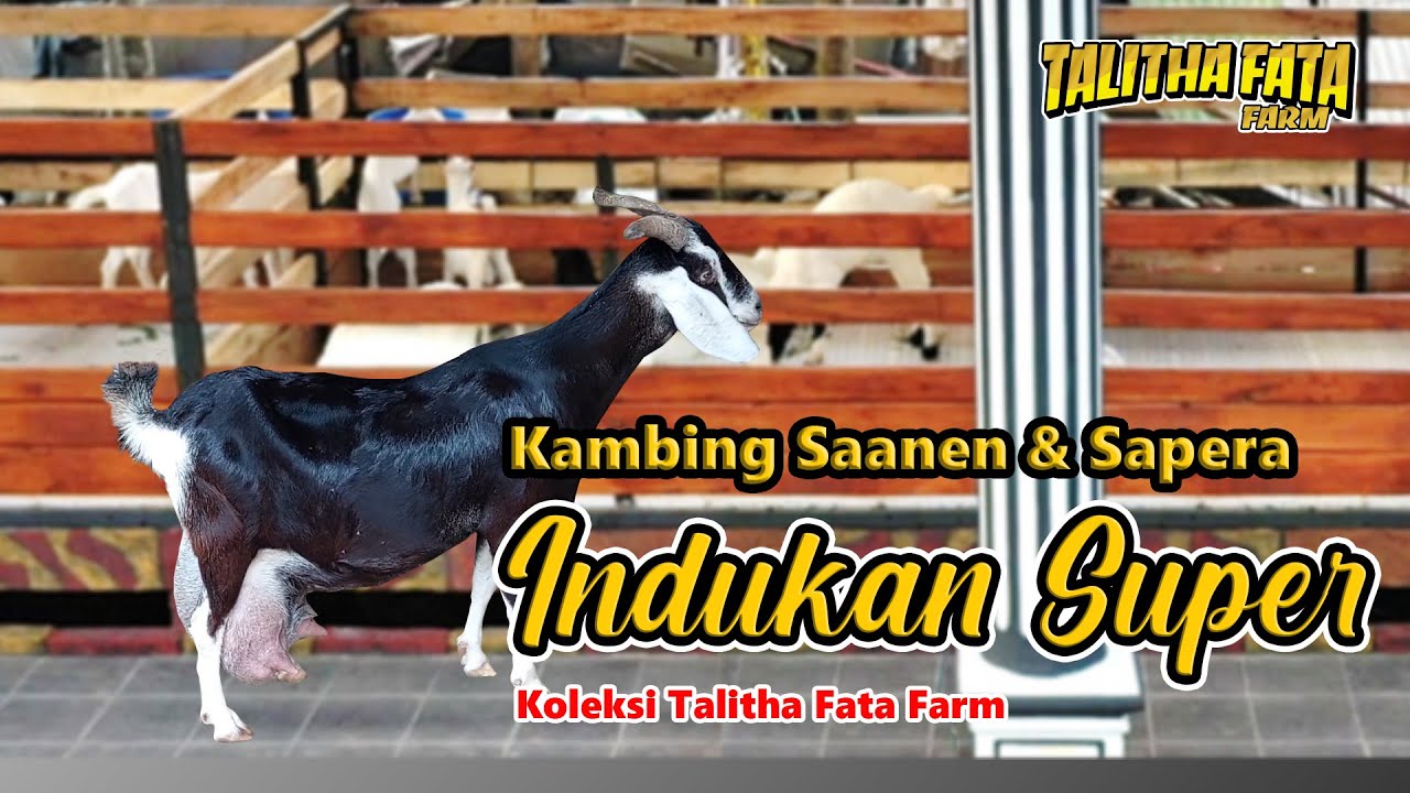 Kambing Saanen & Sapera || Indukan Super || Koleksi Talitha Fata Farm