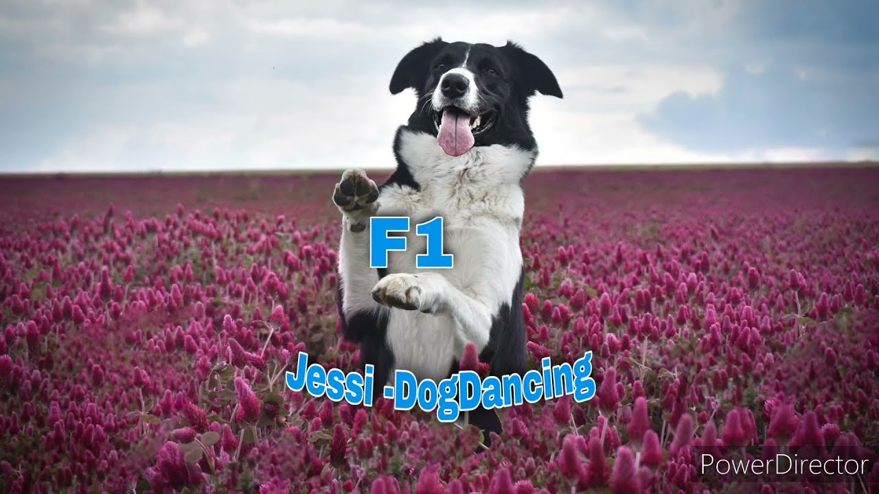 Dogdancing- Freestyle 1(F1) Jessi