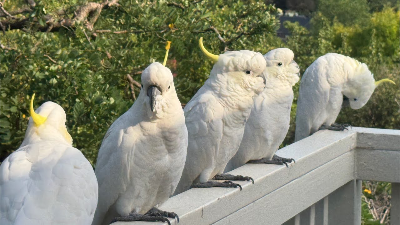 The Australian Bird Show! Birds That Sound Insane!