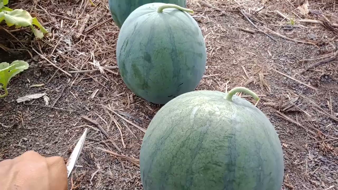 panen semangka amara f1 super besar
