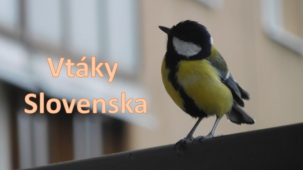 Vtáky Slovenska