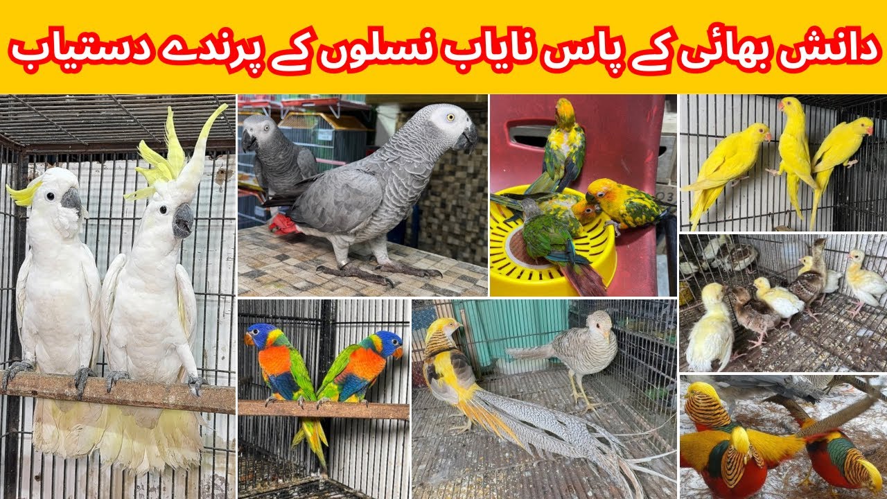 Multan Birds Market Rashadabad Madni Birds Shop Latest Update 29 August 2025 