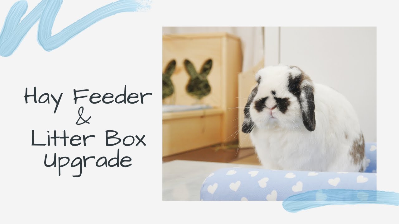 Small bunny room makeover | New litter box for my bunny 🐰