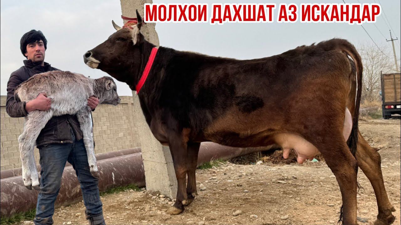 2-Сар МОЛҲОИ ШИРИ АЗ ИСКАНДАР 31 января 2026 г.