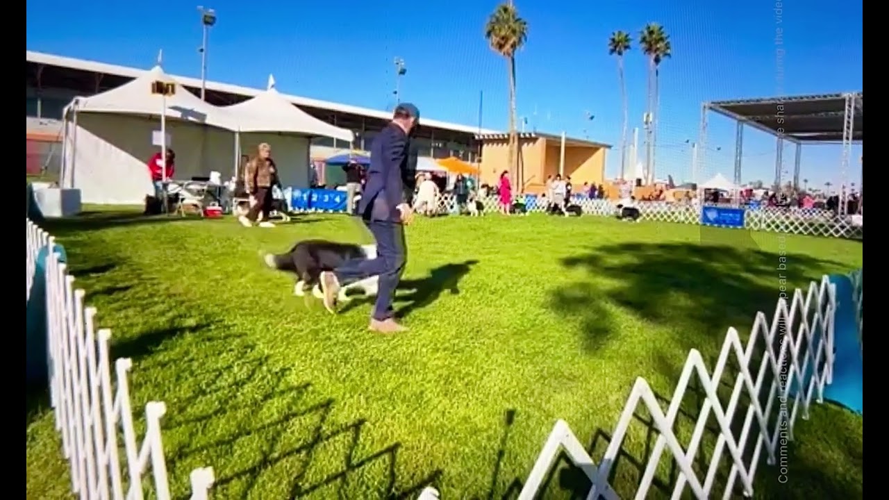 Sahuaro State Kennel Club (Phoenix, Az) Jan 30, 2026