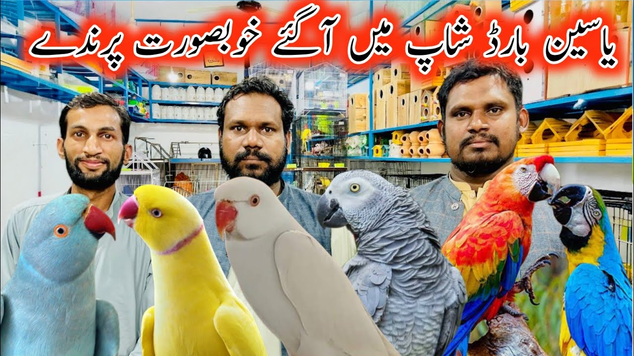 New yaseen birds Shop with exotic birds Rawalpindi Islamabad