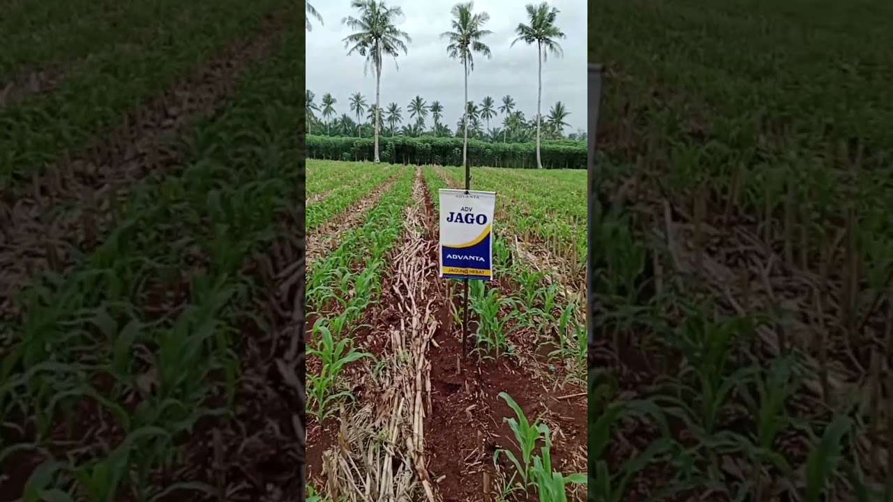 adv jago umur 19 hst