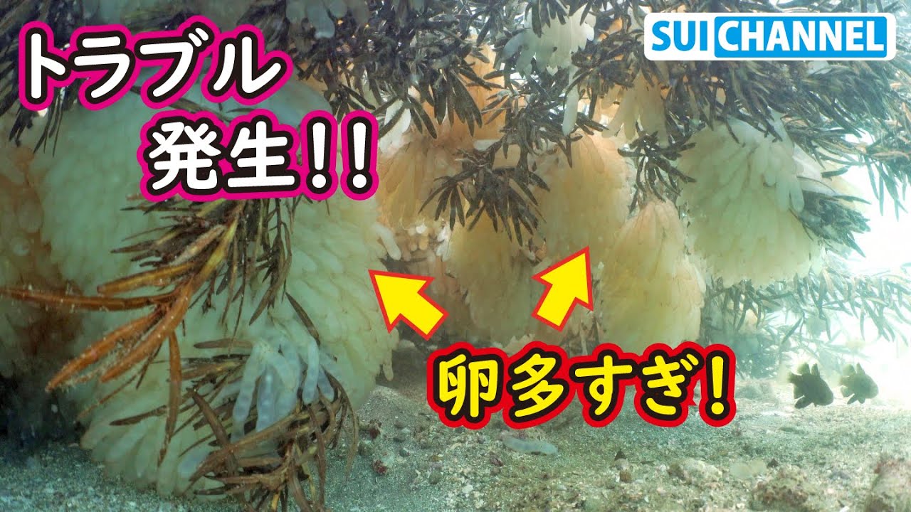 巨大モンスター召喚！？アオリイカが大量産卵した結果トラブル発生！【漁礁造り＃58】