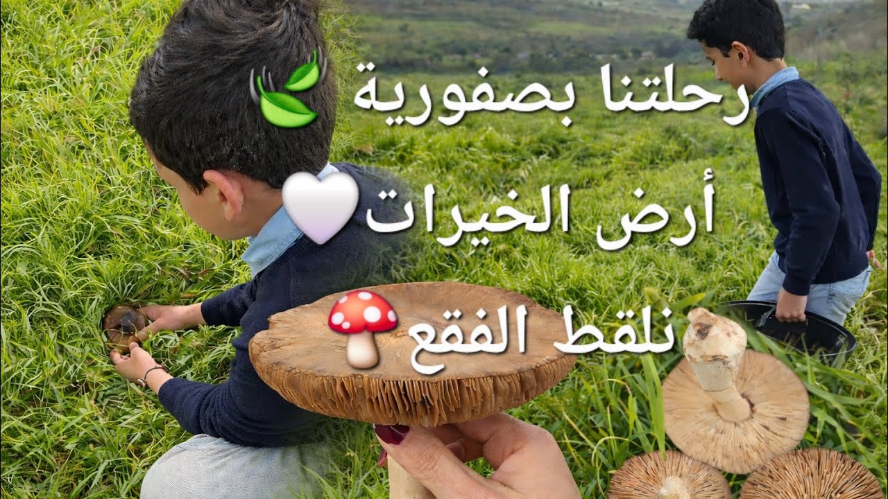 رحلتنا الممتعة بصفورية أرض الخيرات، لنلقط الفقع🍄🍄