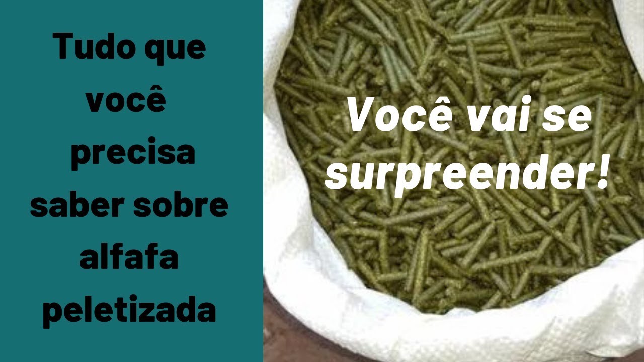 Tudo que você precisa saber sobre alfafa peletizada para roedores e coelhos. Você vai se surpreender