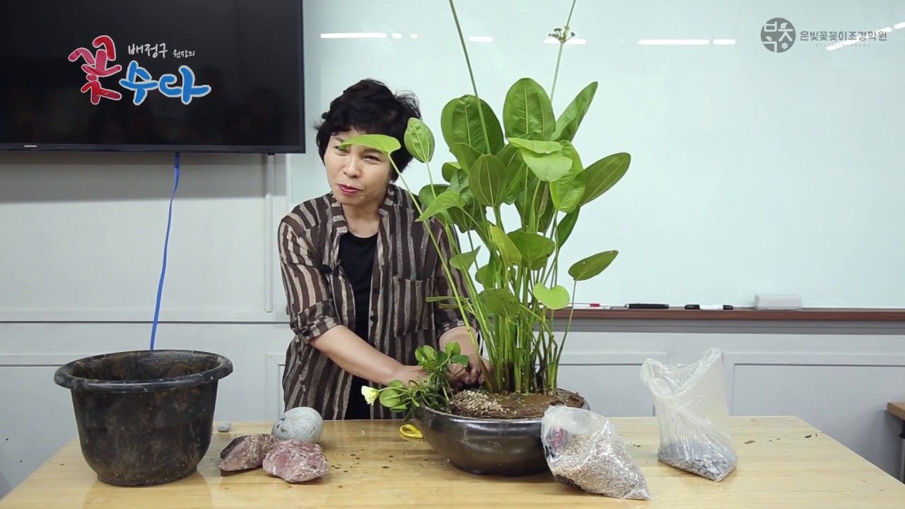 옹기에 어울리는 수경식물 심기