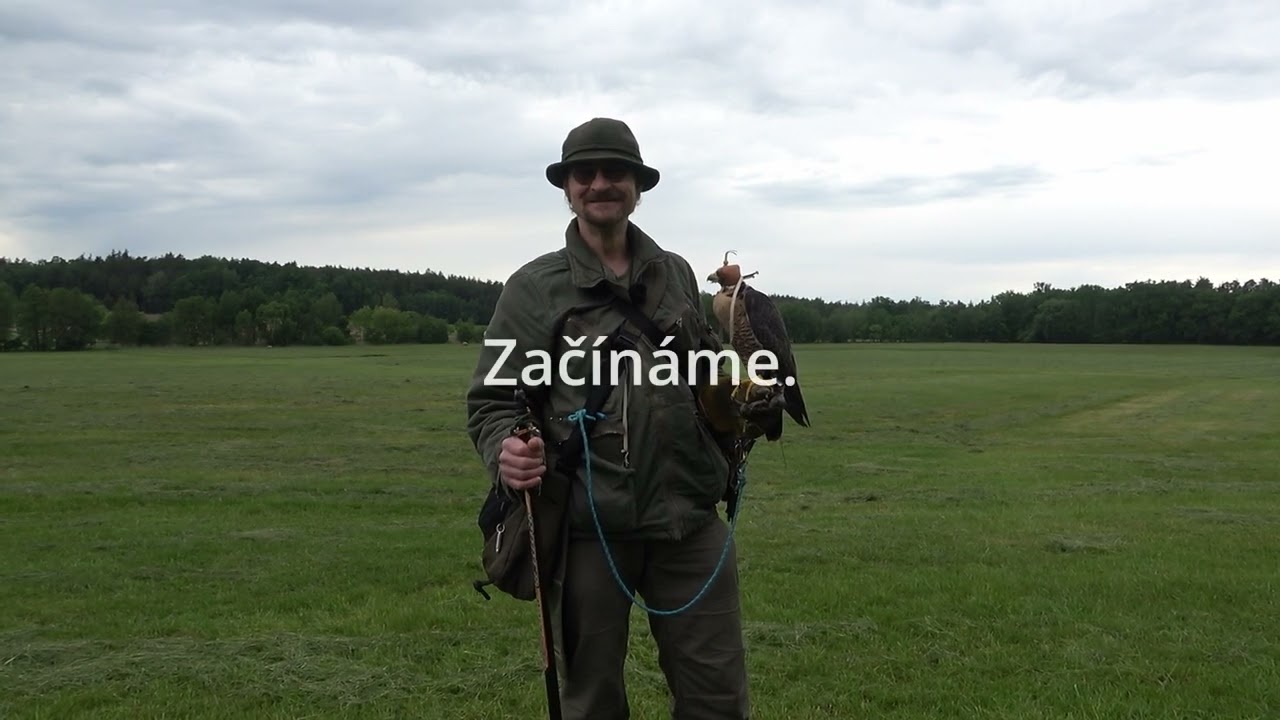 Sokol stěhovavý, Tagi , sokolník Martin Valeš