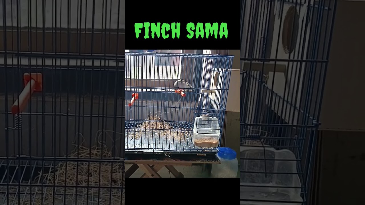 Zebra Finch x Emje mulai ngakut sarang #breedingburung #ternakfinch  #zfxemje