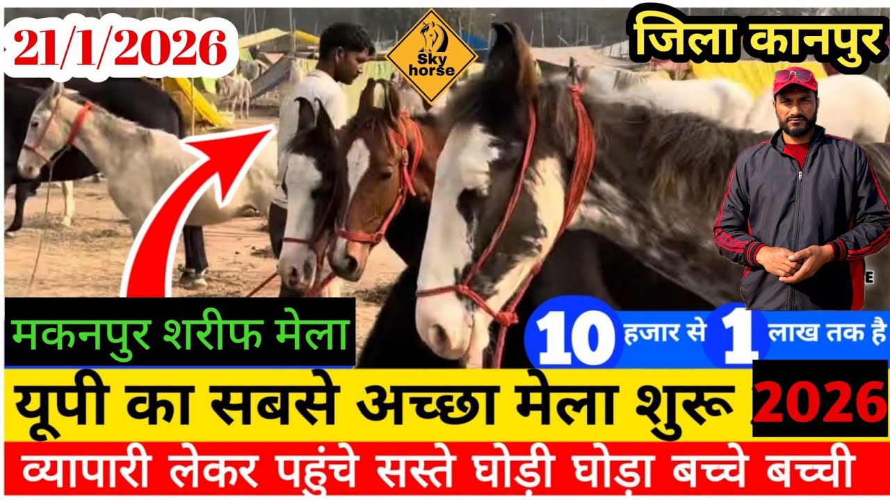 मकनपुर घोड़ा 🐎 मेला शुरू दूर दूर से आने लगे हैं व्यापारी और किसान |#Makanpurmela2026