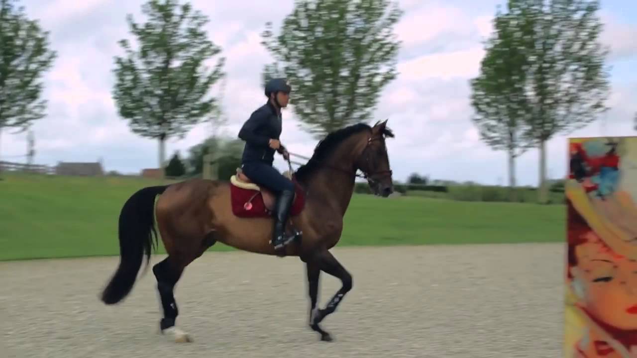 Exclusive Breeding Stallions - Apardi - Corland x Kannan