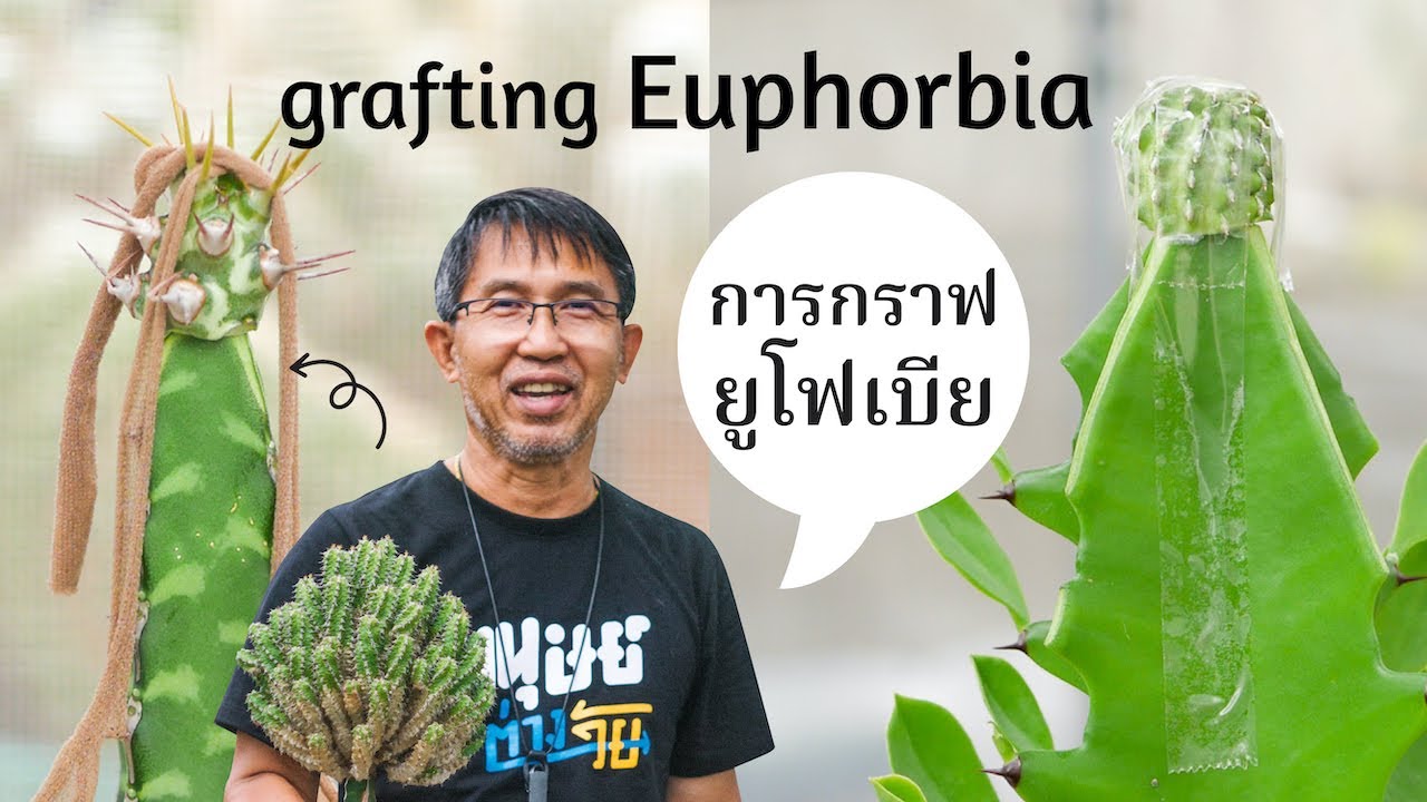 การกราฟยูโฟเบีย | Grafting Euphorbia by ป๋าโอ่ง (cactus-old)