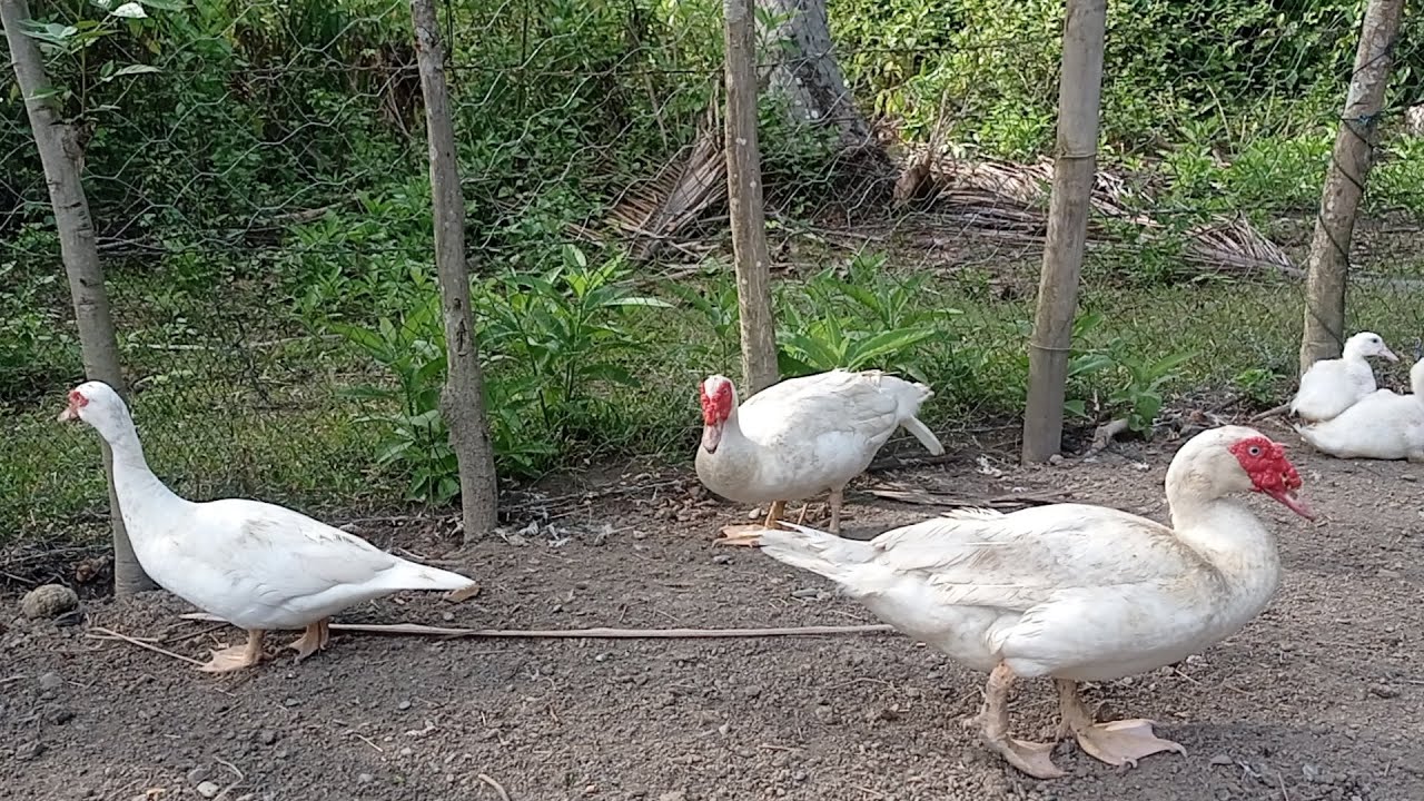 Tanda tanda bebek belitar bertelur 