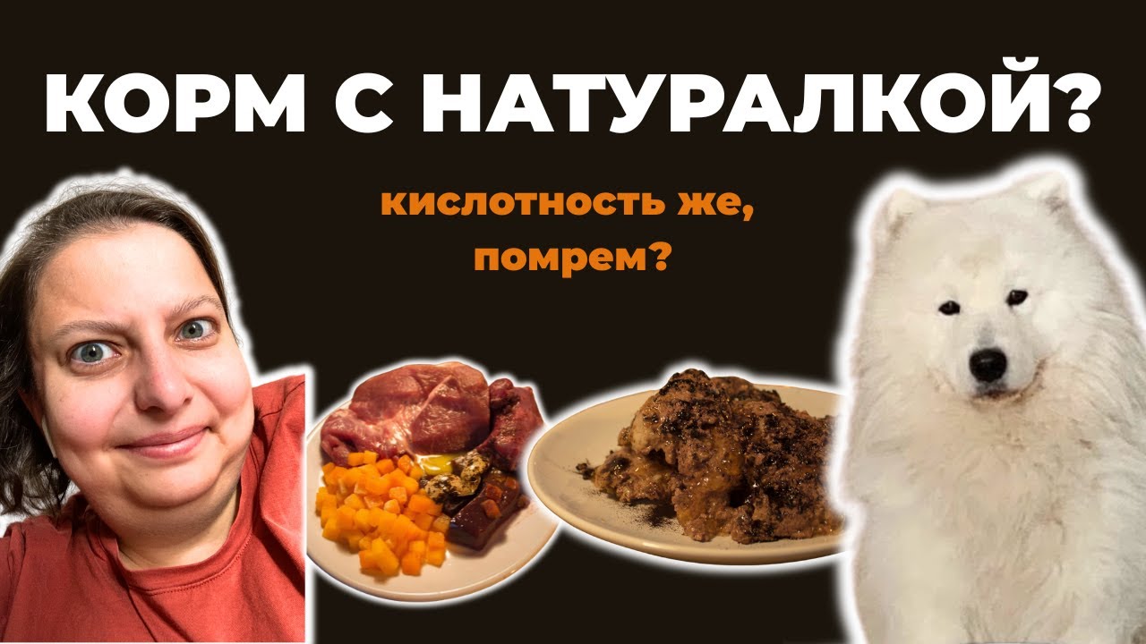 Смешанное питание: корм с натуралкой! А как же кислотность желудка и гниль мяса?