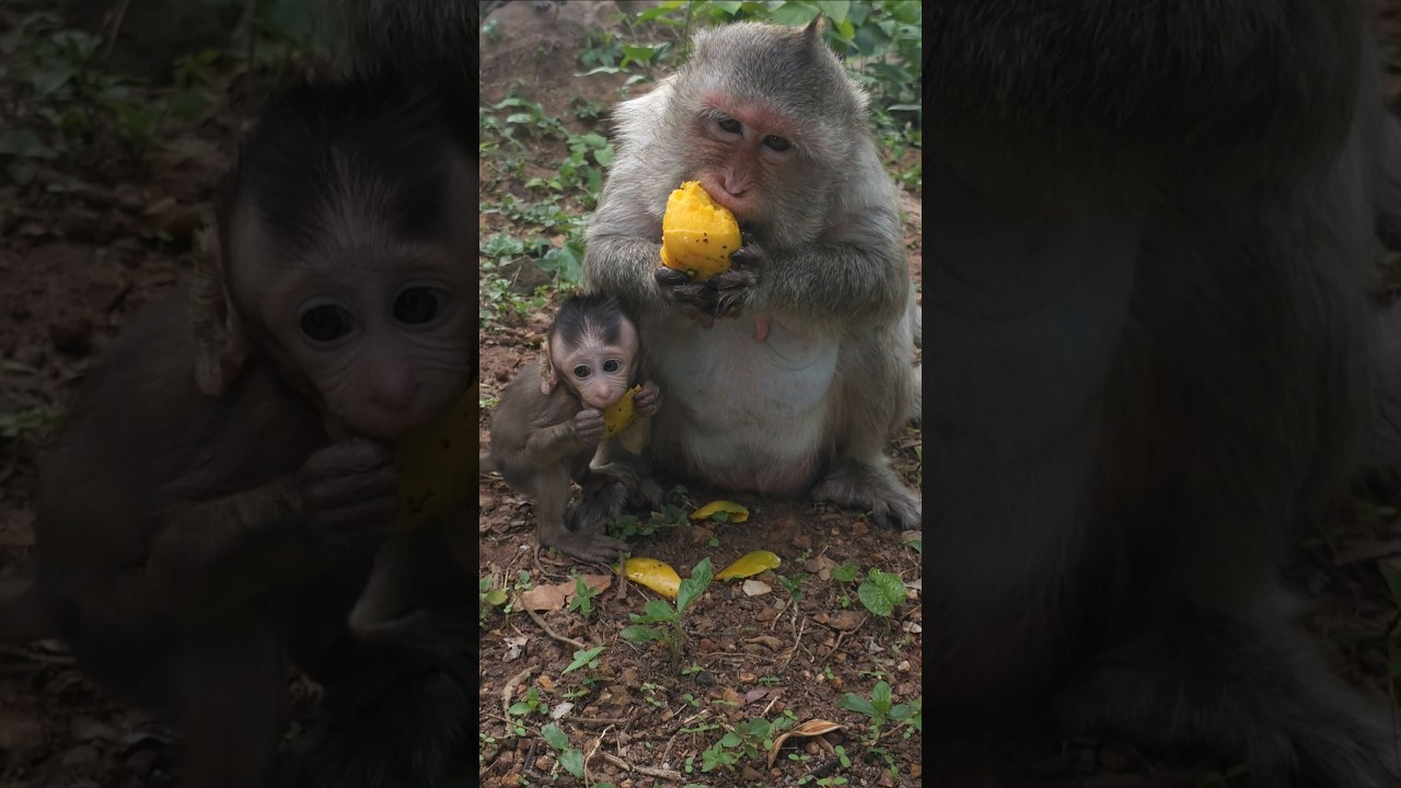 The Monkey's Life at Taproom temple, they're so happy independent life #monkey #babymonkey #monkeys