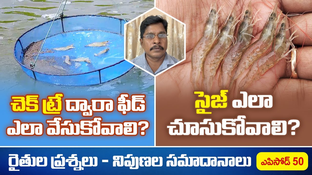 How to do feed management through checktay in shrimp pond | Check tray observation in shrimp pond