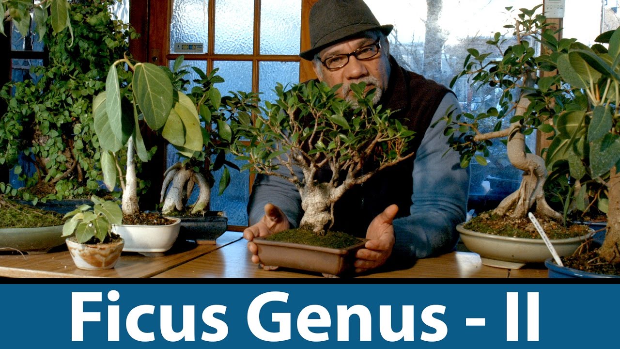 147) (MORE) Ficus Bonsai, Genus, retusa, petiolaris, carica, indoor  कामरूप, अंजीर, बोन्साई नंदी,