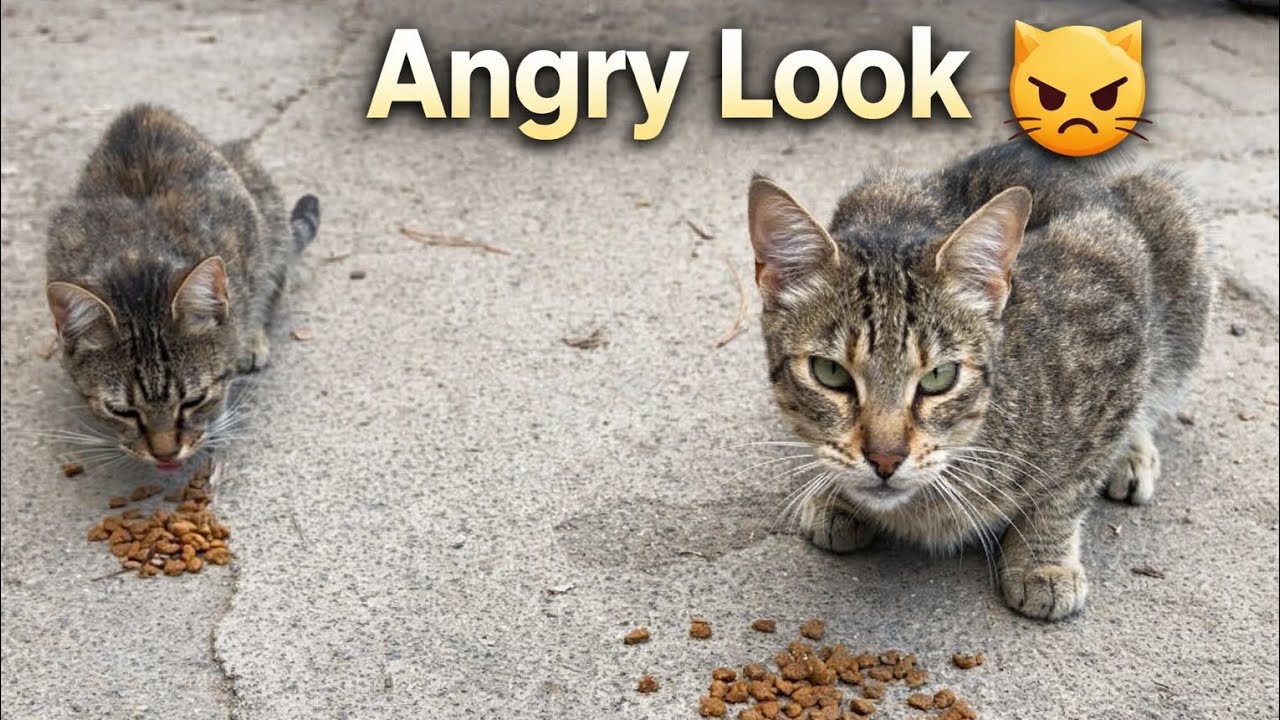 This Angry Street Cat Stared at Me 😾 Then I Fed the Others