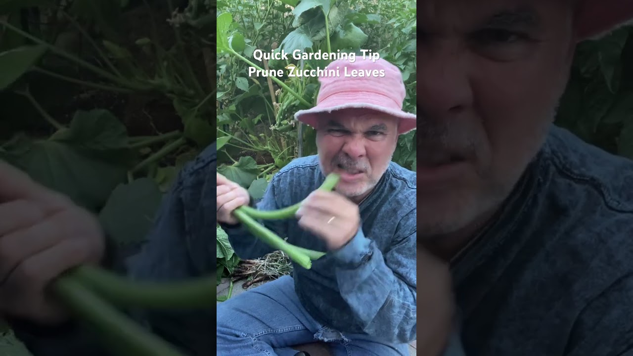 Prune your Zucchini for best production and do this with your Zucchini leaves!