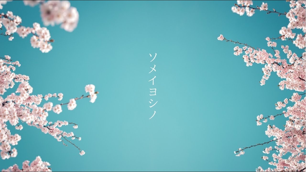 【lyric video】ソメイヨシノ／RIKO オリジナル曲