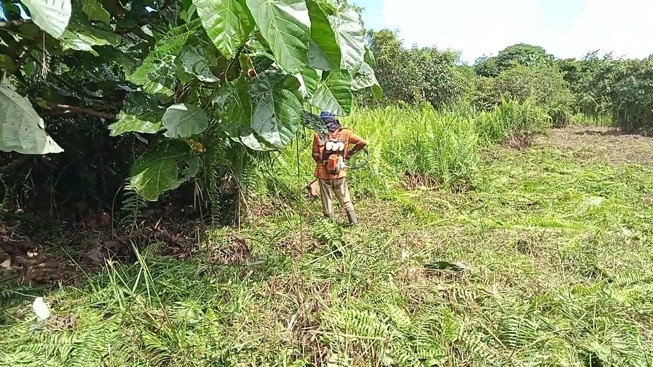 KEGIATAN PAK UMAN BERSIHKAN LAHAN WANI RANTAU HINGGA TITIK 200 METER; KOLABORASI TRANSMIGRASI