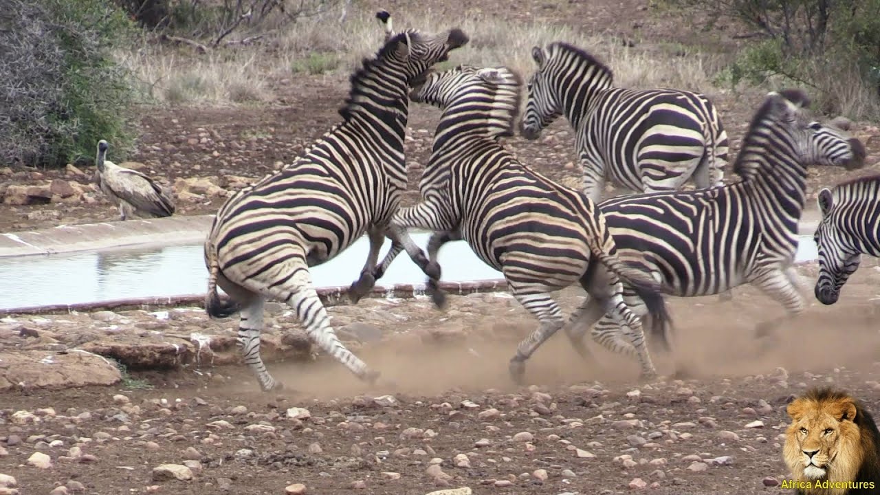 Zebra Fighting And Kicking