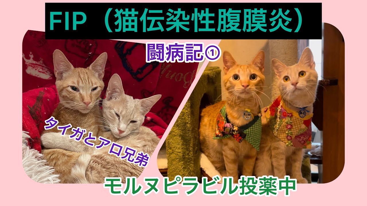 FIP闘病①（猫伝染性腹膜炎）を発症した兄弟猫。アロ君とタイガ君　【FIP】【モヌルピラビル】