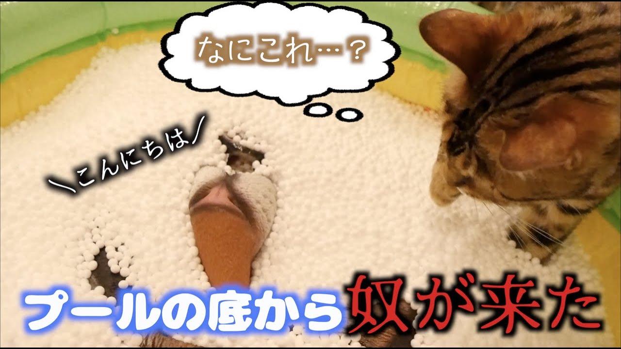 初めての発泡スチロールプール！からのボスタイガードッキリ