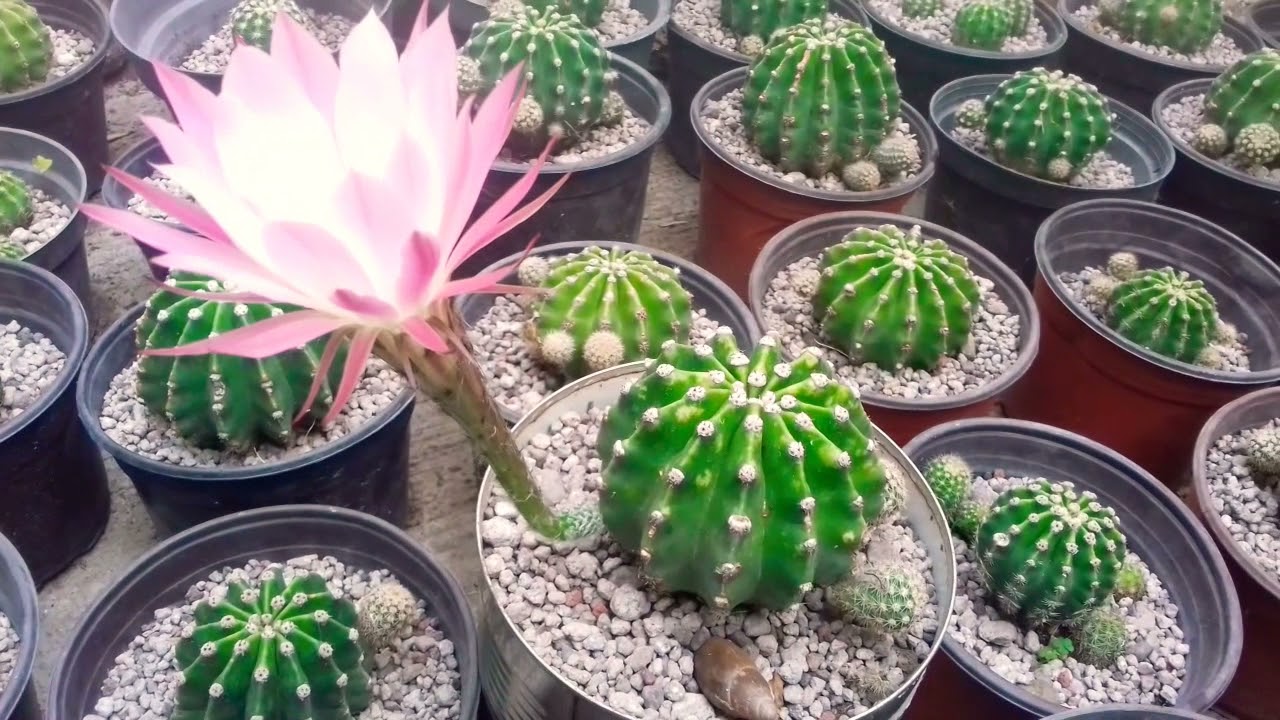 Cactus  Echinopsis Oxygona