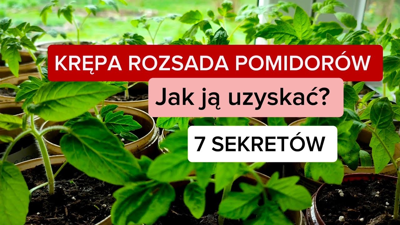 Коренастая рассада томатов 🍅 Как этого добиться - 7 секретов.