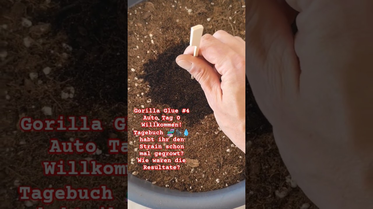 Gorilla Glue Auto 🌱 Keimung & Einpflanzen #Shorts #YouTubeShorts