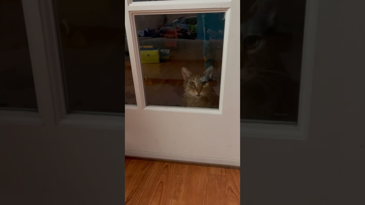 Shadows too good for the cat door 