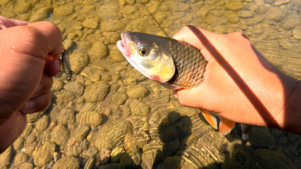 La clean cu voblere pe râul Strei