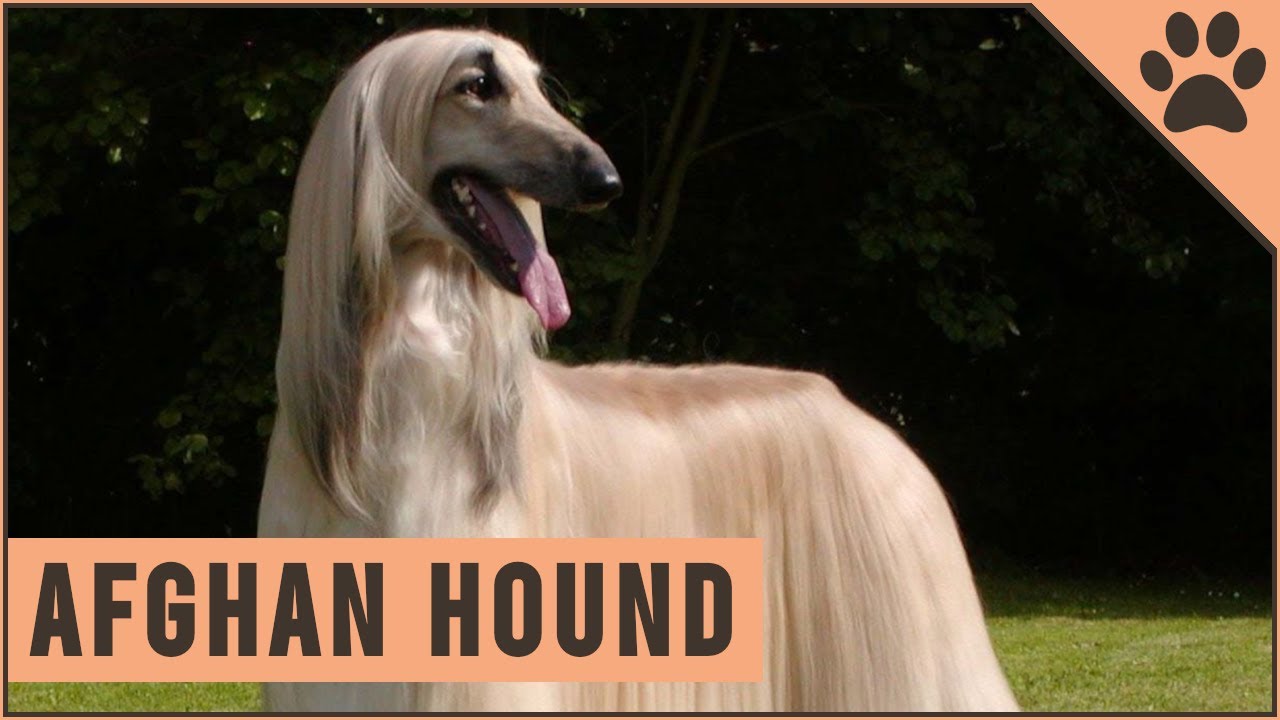 Afghan Hound - Dog Breed Information