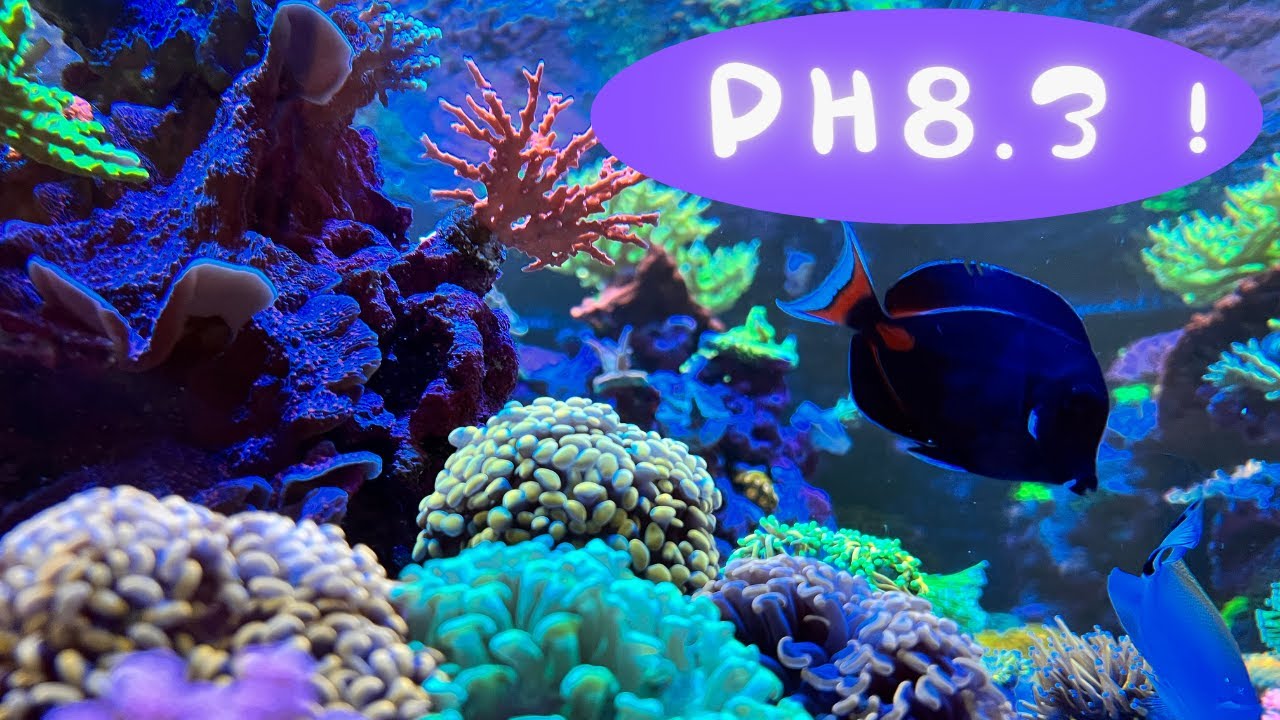 海缸梦寐以求的PH值