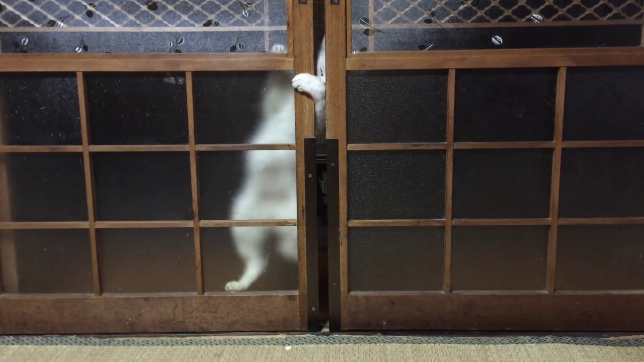 我が家の猫の扉（障子）の開け方が凄まじい。