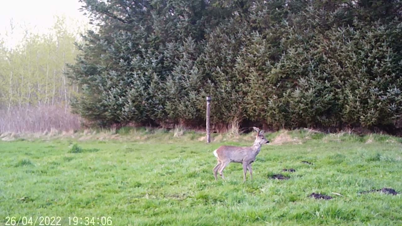 Bolyguard BG310 | Trailcamera footage