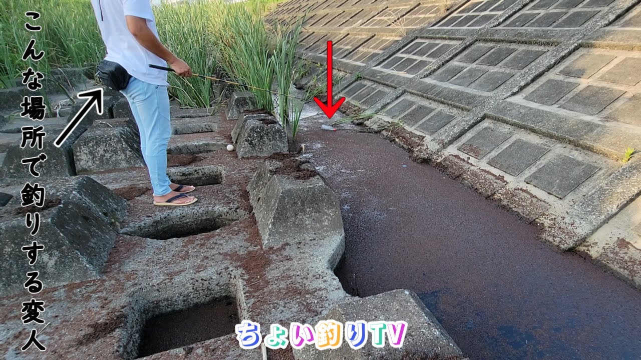 誰も釣りをしない土手下の水溜りにエサを落とし入れると…