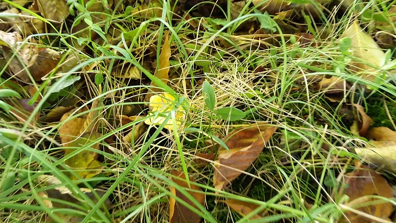 Cantharellus cibarius  (Rebozuelo).