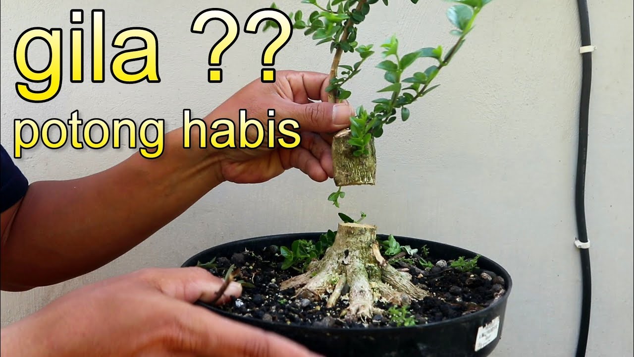 Saran Dari Sahabat Bonsai Langsung Eksekusi