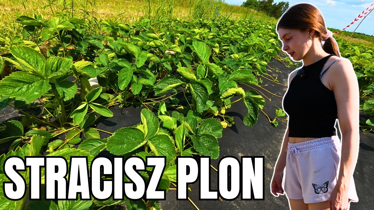 90% plantator&oacute;w robi to za p&oacute;źno. Nawożenie truskawek po zbiorach