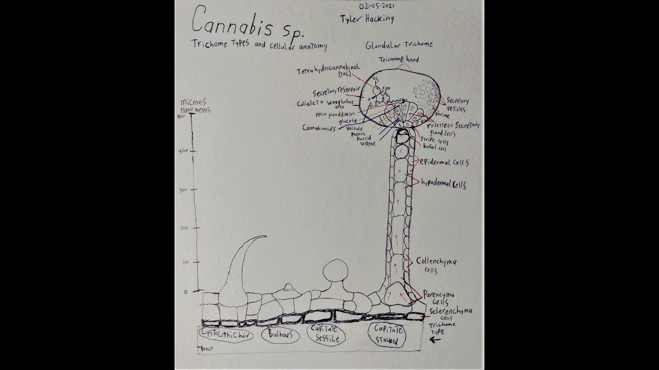 Cannabis trichome anatomy