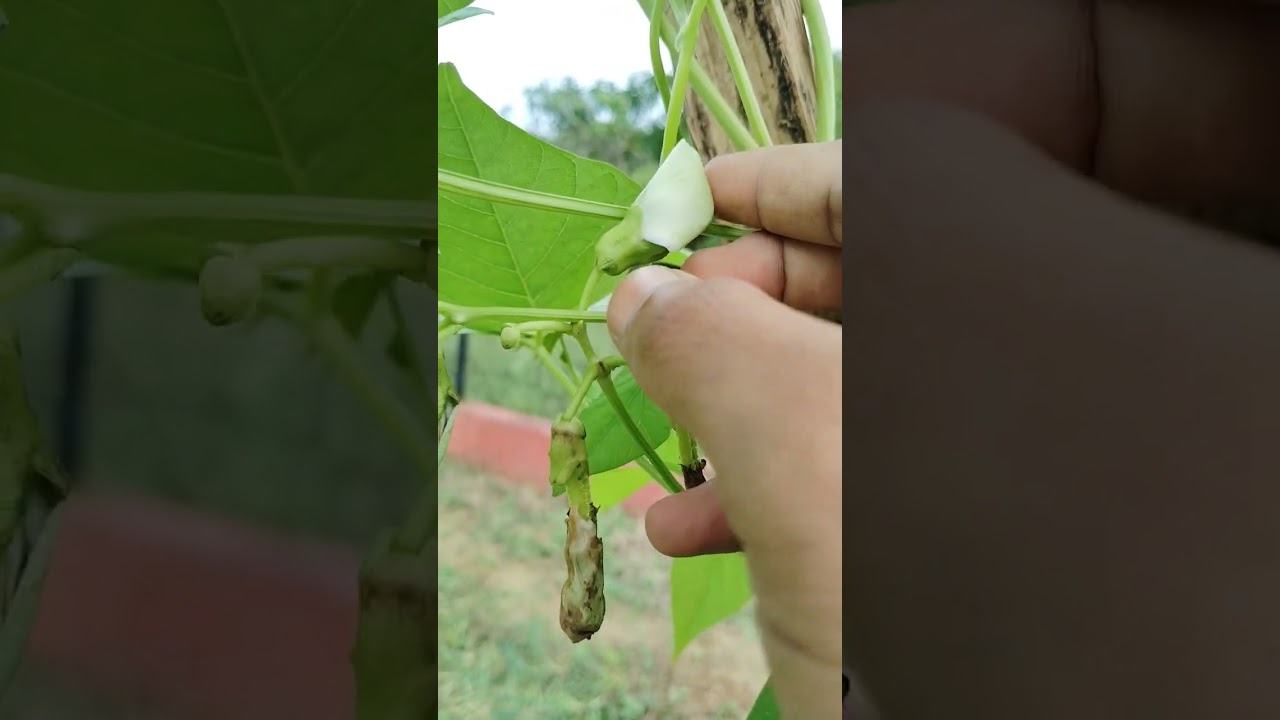 flower and pod initiation in winged bean. #wingedbean #viral #viralvideo