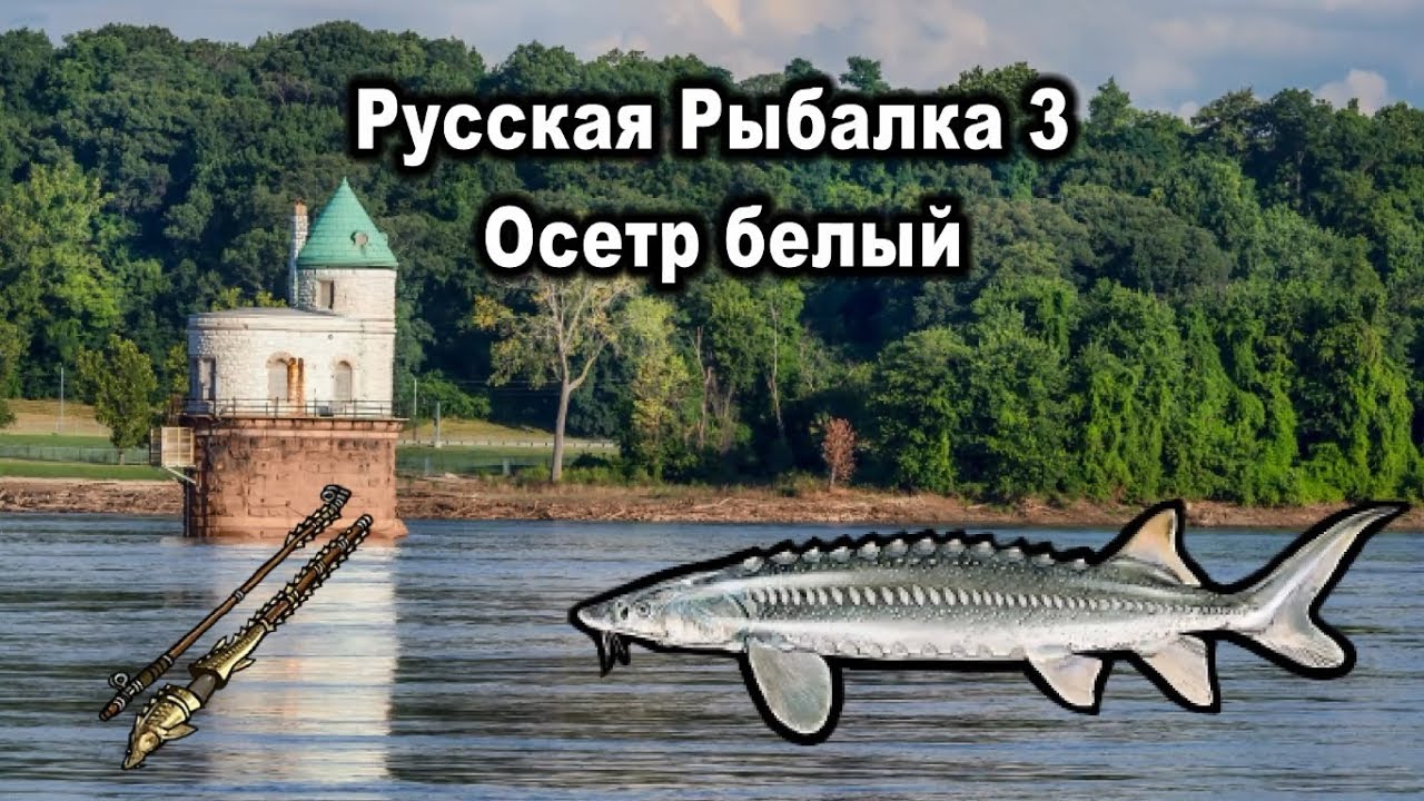 Русская Рыбалка 3. Осетр белый. Редкости рр3